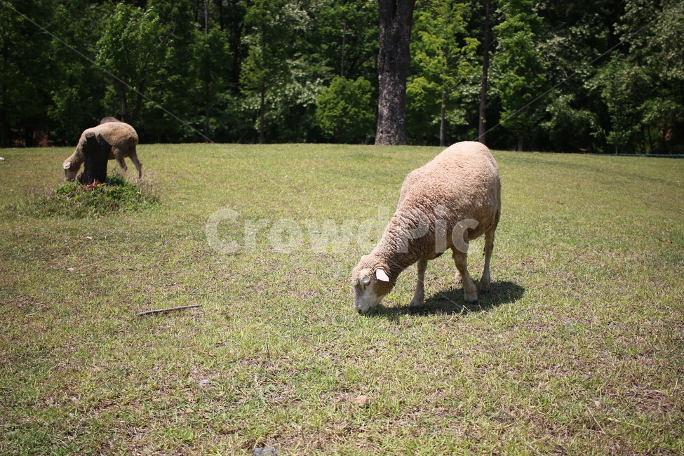 양,양떼목장,sheep,공원,동물,동물,animal,포유류,mammal