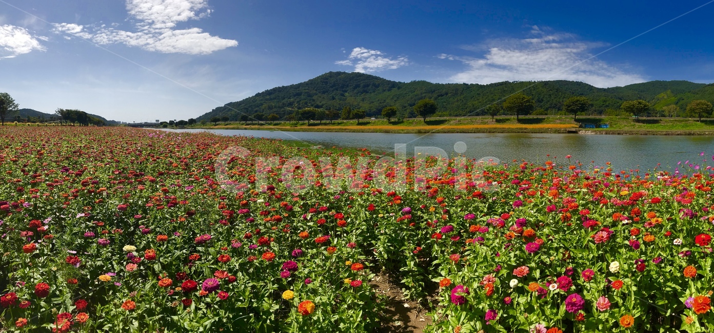 꽃길,꽃,꽃밭,풍경,플라워,강물,식물,자연,plants,nature,꽃,flower