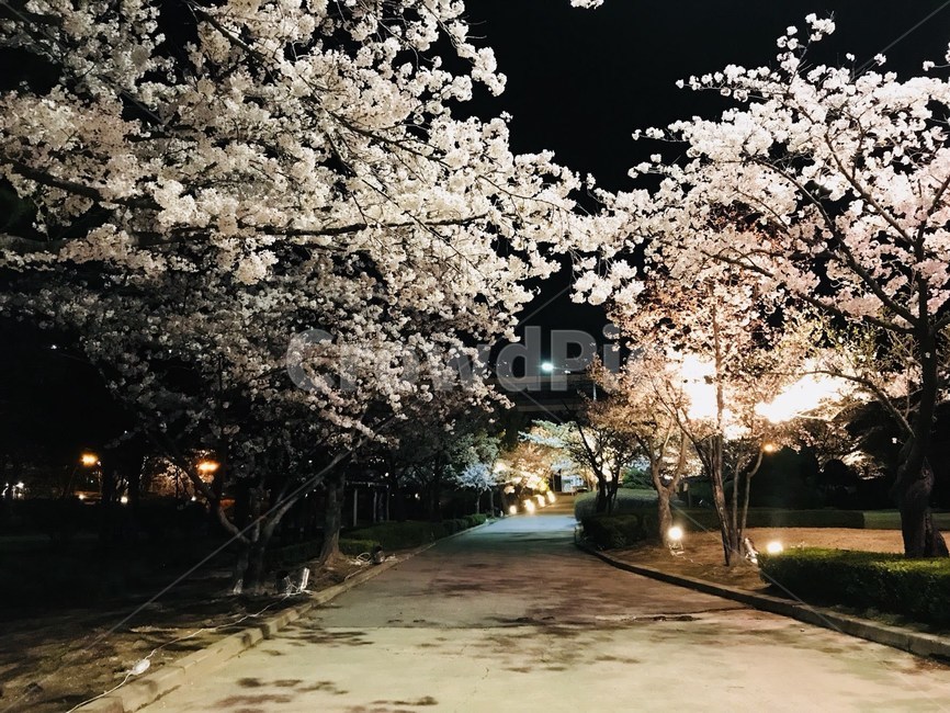벚꽃,야경,거리,밤,꽃,봄,계절,spring,season,야경,밤,풍경,nightscape,night,landscape,plant,식물,flower,blossom