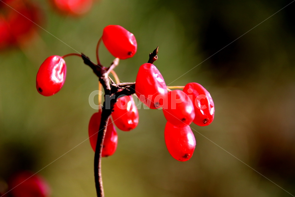 과일,식물,열매,풍경,계절,식물,자연,plants,nature,과일,열매,fruit