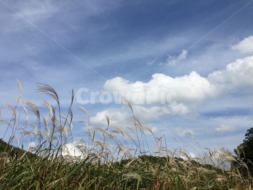 자연,하늘,억새,nature,silvergrass,가을,계절,fall,autumn,season,자연,풍경,nature,landscape,plant,식물,grass,잔디,lawn,reed,갈대
