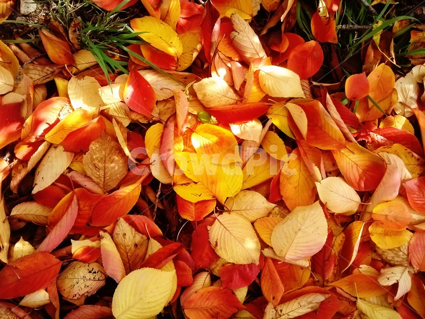 낙엽,단풍,leaf,잎,plant,식물,붉은단풍