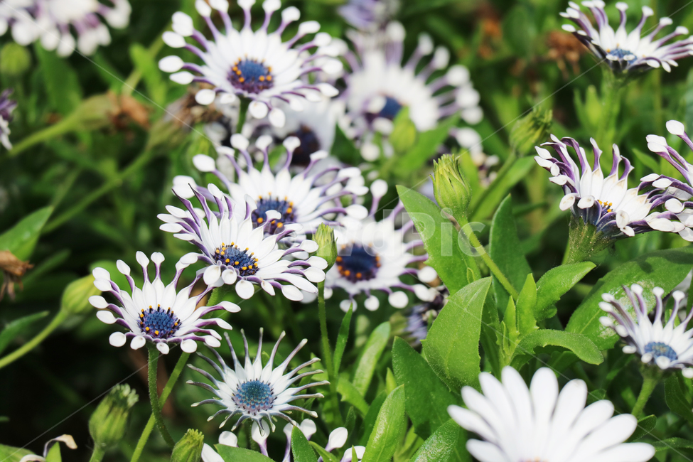 꽃,꽃밭,봄,클로즈업,식물,자연,꽃송이,식물,자연,plants,nature,꽃,flower