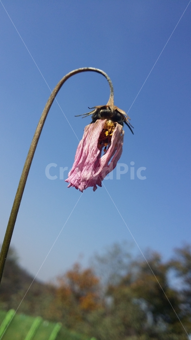 누끼,가을,흔적,화려함지난날,과거,현제,추억,식물,자연,plants,nature,꽃,flower