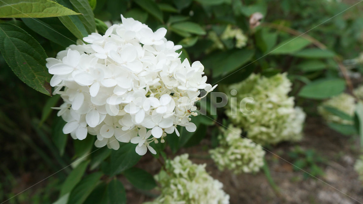 배경화면,흰꽃,자연,식물,꽃,풀,잎사귀,잎,flower,blossom