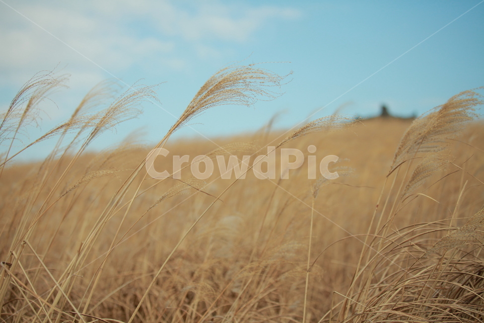 억새,갈대,하늘,브라운,하늘색,갈대밭,억새풀,flamegrass,grass,plant,nature,자연,식물,가을,계절,fall,autumn,season,식물,자연,plants,nature