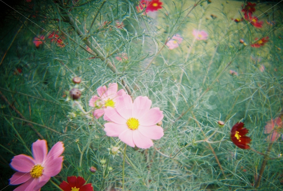 코스모스,필름사진,가을,하늘,로모카메라,필름카메라,감성사진,식물,자연,plants,nature,꽃,flower,감성,sensible,feeling