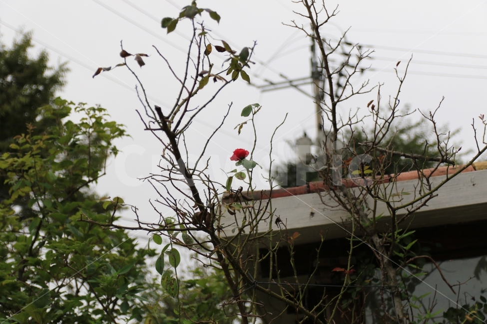 가을장미,그리움,감성사진,한국,꽃,식물,자연,plants,nature,꽃,flower