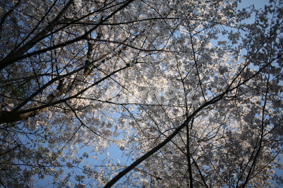 꽃,벚꽃,풍경,나무,tree,cherryblossom,blossom