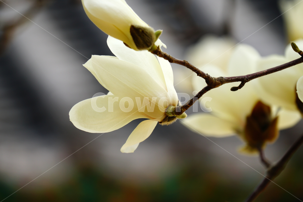 목련,봄꽃,한국자연,꽃,꽃사진,플라워,flower,봄,spring,식물,plants,자연,nature,풍경,landscape,계절,season,snap,스냅,접사,macro,closeup,클로즈업,감성사진,감성,힐링,healing,느낌,feel,feeling,꽃밭,화단,나무,나뭇가지,tree,꽃봉오리,4월,April,목련꽃,한옥,봄,계절,spring,season,식물,자연,plants,nature,꽃,flower,plant,blossom,petal,꽃잎