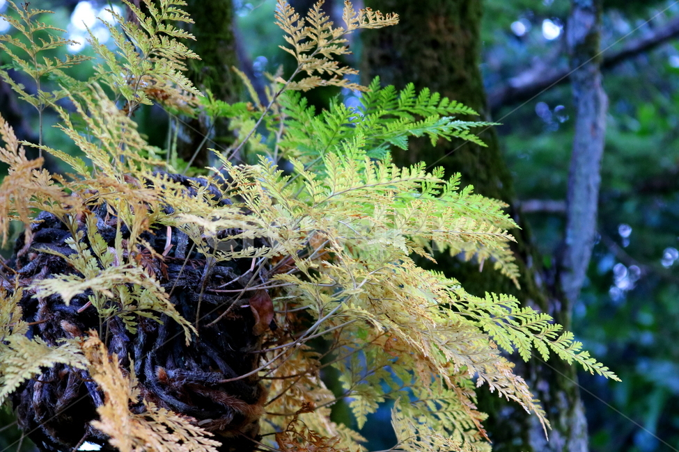 고사리,나물,식물,자연,들풀,풀,원예,관상용,나무,식물,자연,plants,nature