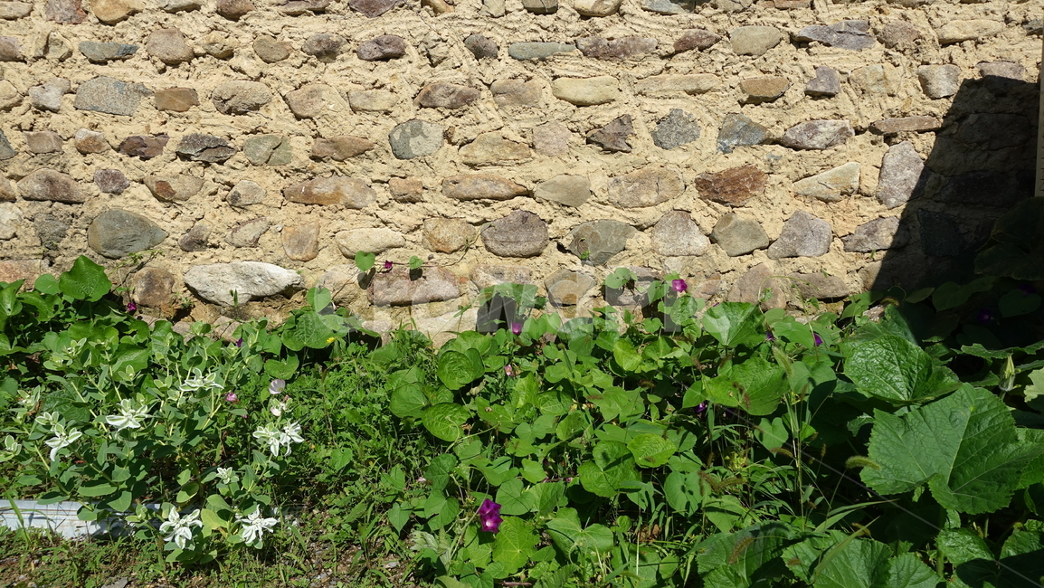 가을,삼지내마을,돌담,wall,green,grass,plant,식물