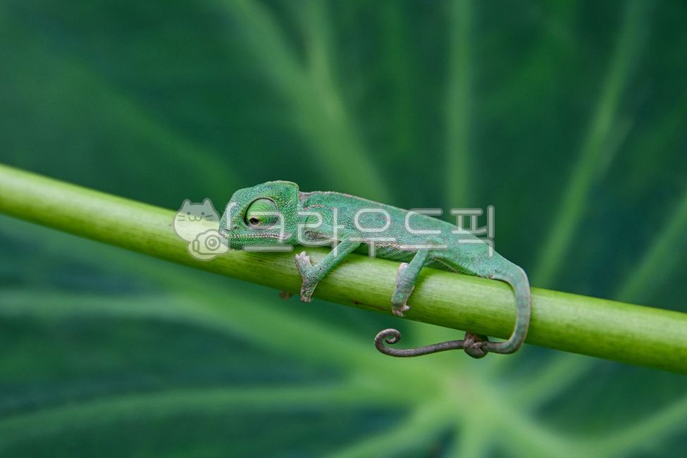 반려동물,파충류,동물,카멜레온,보호색,나뭇잎,토란잎,가지,초록색,animal,greenlizard