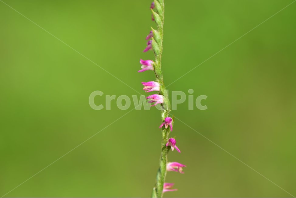타래난초,야생화,생태,식물,자연,꽃,힐링,플라워,wildflower,flower,plants,nature,season,감성,느낌,emotion,feeling,초본,난초과,타래난초속,식물,자연,plants,nature,꽃,flower