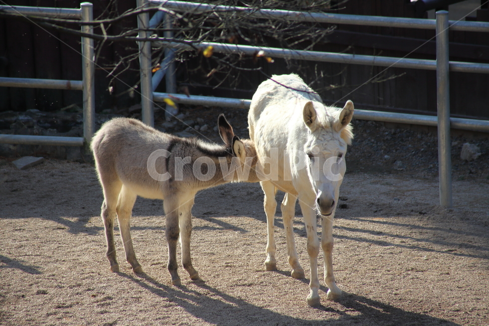 당나귀,동물,포유류,초식동물,donkey,동물,animal,포유류,mammal