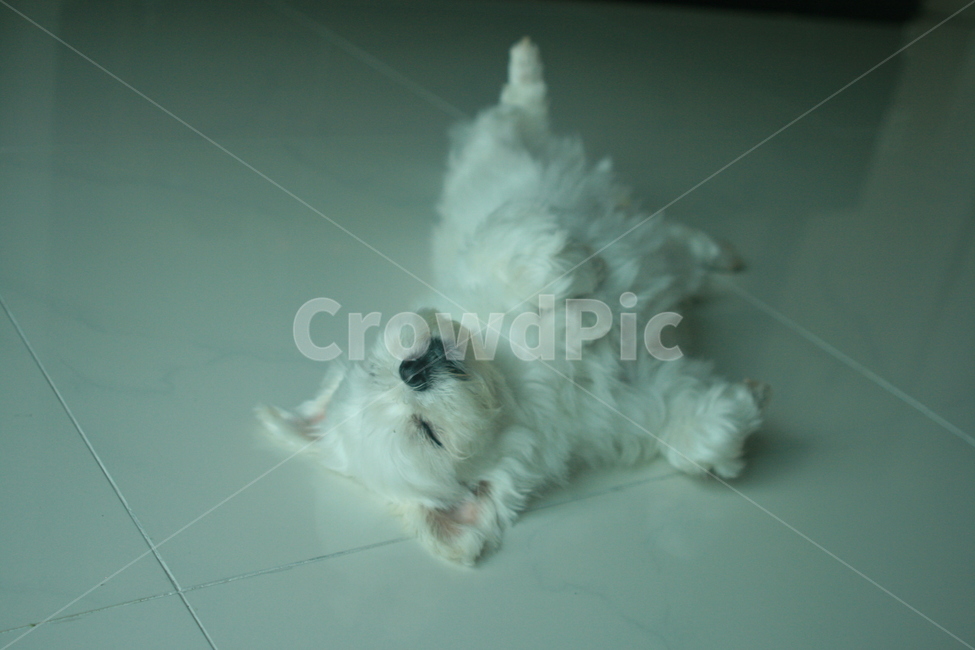 강아지,말티즈,잠,반려견,개,dog,sleep,귀여운,maltese,가족,동물,animal,잠든