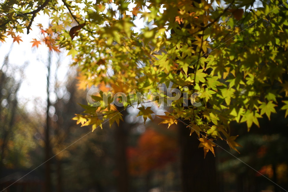 tree,나무,plant,식물,나무줄기,공원,자연,단풍,낙엽,가을,계절,fall,autumn,season,자연,풍경,nature,landscape