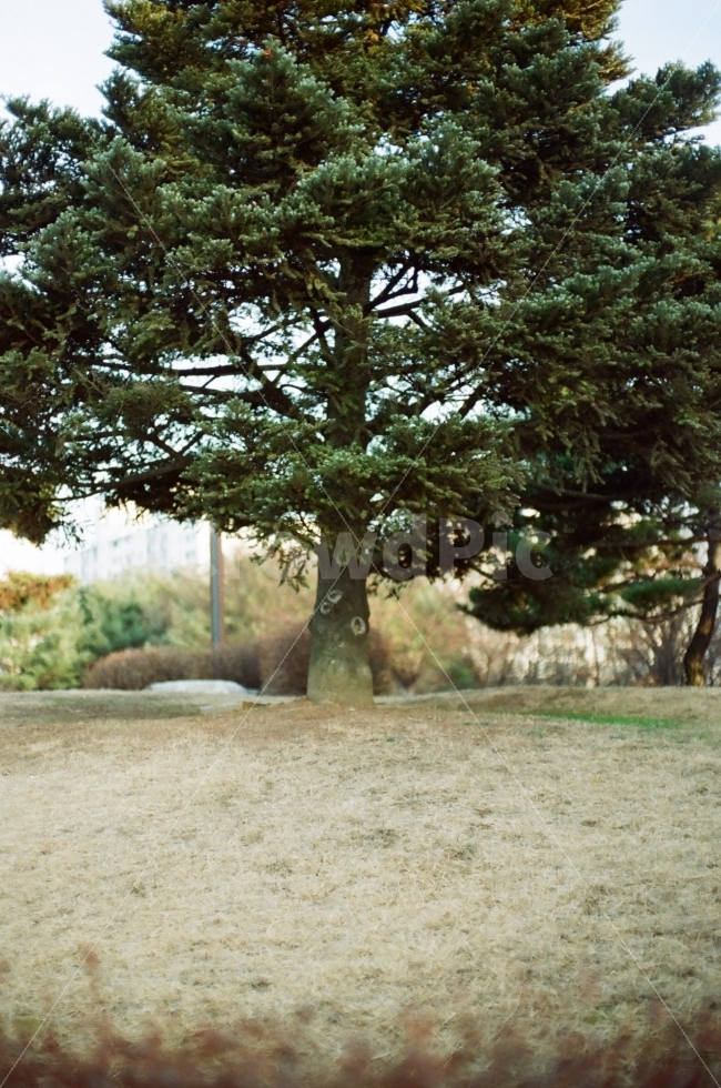 나무,소나무,공원,자연,초록,가을,겨울,tree,park,nature,green,pinetree,식물,자연,plants,nature,나무,trees,wood