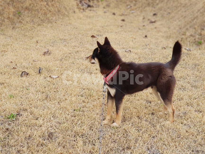 흑구,산책,반려동물,기다림,오후,휴식,힐링,dog,가족,동물,animal,포유류,mammal,개,강아지,dog,doggy