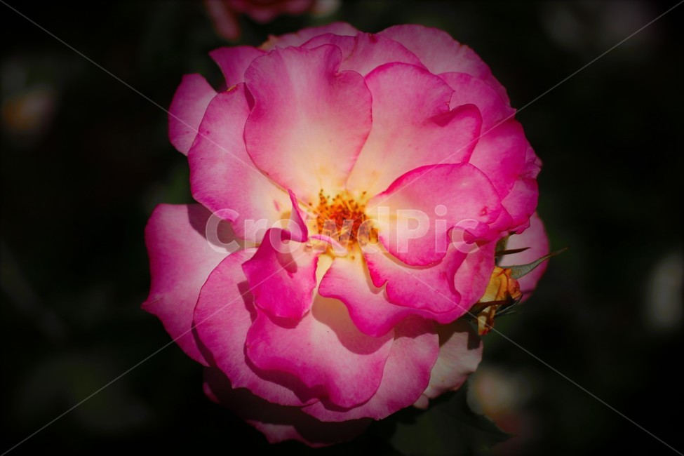 꽃,redflower,붉은꽃,장미,rose