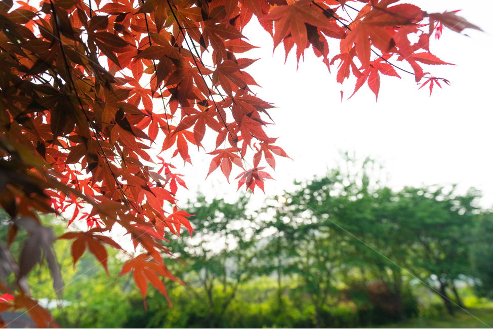 단풍,빨강,나무,tree,햇살,가을,계절,fall,autumn,season,식물,자연,plants,nature,plant,leaf,잎,maple