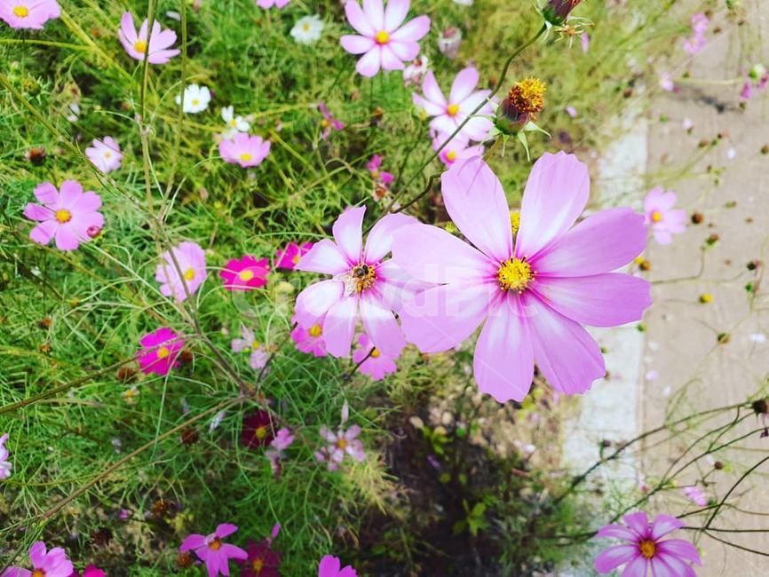 코스모스,벌,꽃,길가,가을,분홍색,맑음,햇살,식물,자연,plants,nature,꽃,flower