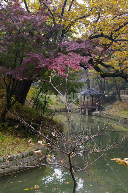 창덕궁후원,관람정,고궁,건축,전통건축,traditional,전통,가을,fall,나무,식물,plant,단풍,잎,풍경,가을,계절,fall,autumn,season,한국전통,한국문화,korean traditional,korean culture,랜드마크,landmark,tourist attraction,한국랜드마크,한국관광지,한국명소,korea landmark,korea tourist attraction,건축물,건물외관,exterior,building,structure,architecture,construction