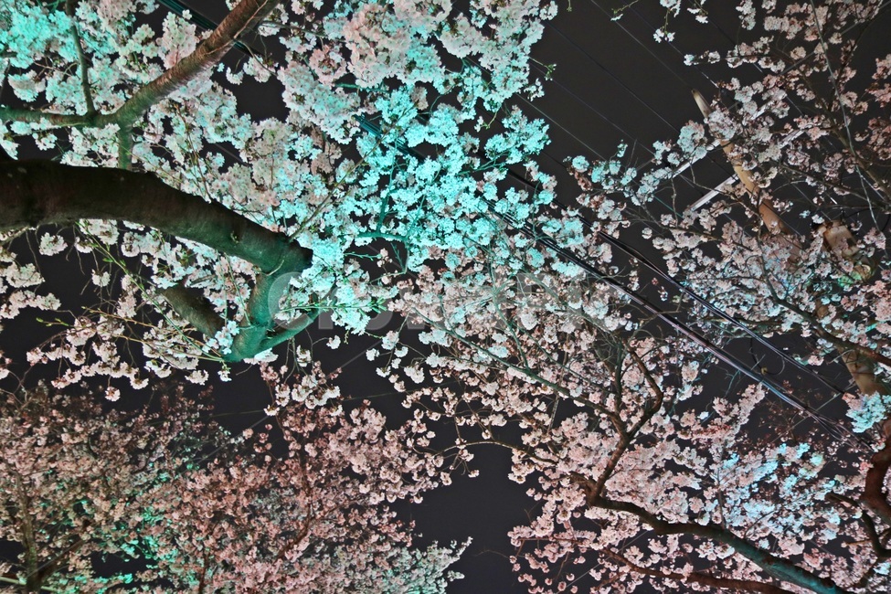 벚꽃,cherryblossoms,벚꽃나무,봄꽃,springflowers,봄,계절,spring,season,야경,밤,풍경,nightscape,night,landscape,식물,자연,plants,nature,꽃,flower,나무,trees,wood,plant,blossom