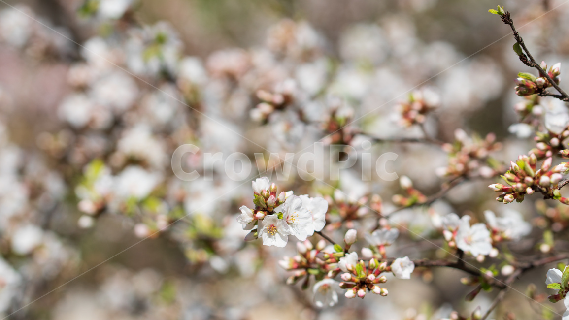 벚꽃,봄꽃,봄,자연,계절,season,spring,cherryblossoms,꽃축제,봄날,화려한,예쁜,핑크색,하얀색,flower,nature,garden,beautiful,공원,바탕,정원,나무,가로수