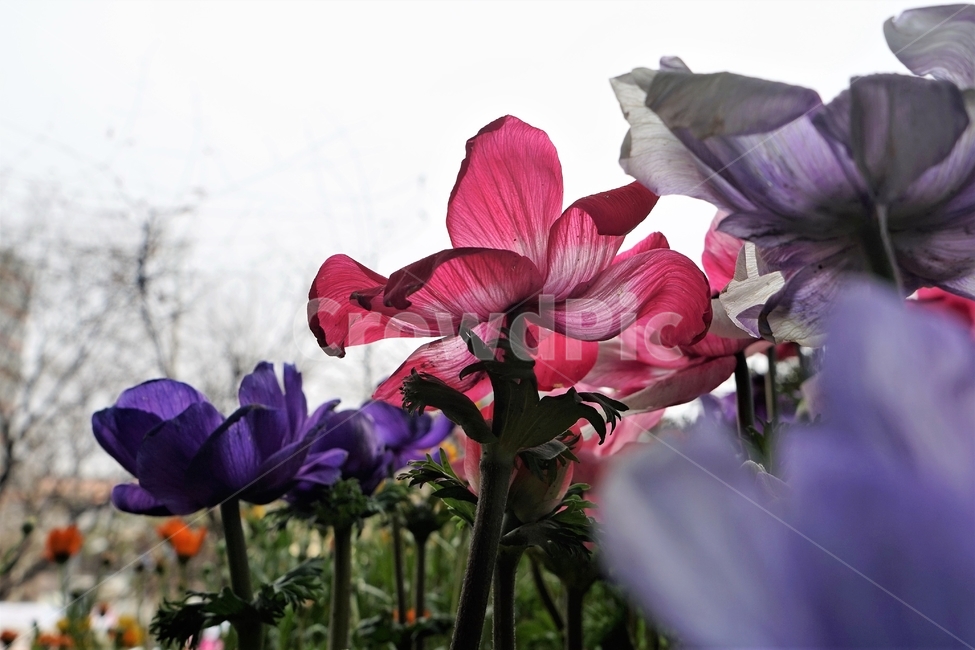 봄,꽃,식물,꽃송이,정원,아름다움,자연,spring,plant,nature,beautiful,flower,식물,자연,plants,nature,꽃,flower