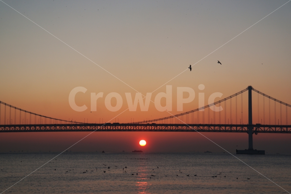 일출,해돋이,광안대교,광안리,광안리해수욕장,바다,갈매기,태양,해변,자연,풍경,nature,landscape,랜드마크,landmark,tourist attraction,building,건물,bridge,다리,animal,동물,bird,새