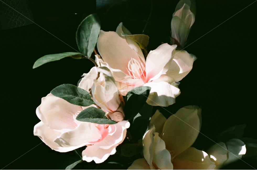 목련,조화,꽃,magnolia,필름카메라,필카,감성,spring,flower,봄,계절,spring,season,식물,자연,plants,nature,꽃,flower,감성,sensible,feeling,plant,blossom,geranium,제라늄