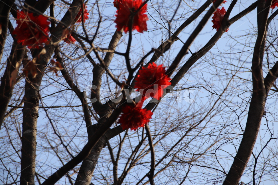 나무,tree,식물,plant,꽃,flower,식물,자연,plants,nature,꽃,flower