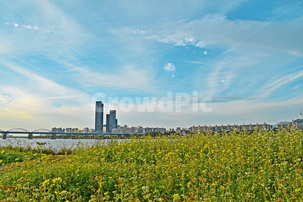 유채꽃,서래섬,구름,감성사진,유채,봄,계절,spring,season,도시,풍경,city,landscape,한국도시풍경,한국도시경관,korea cityscape,nature,자연,outdoors,옥외,grassland,목초지,field,들