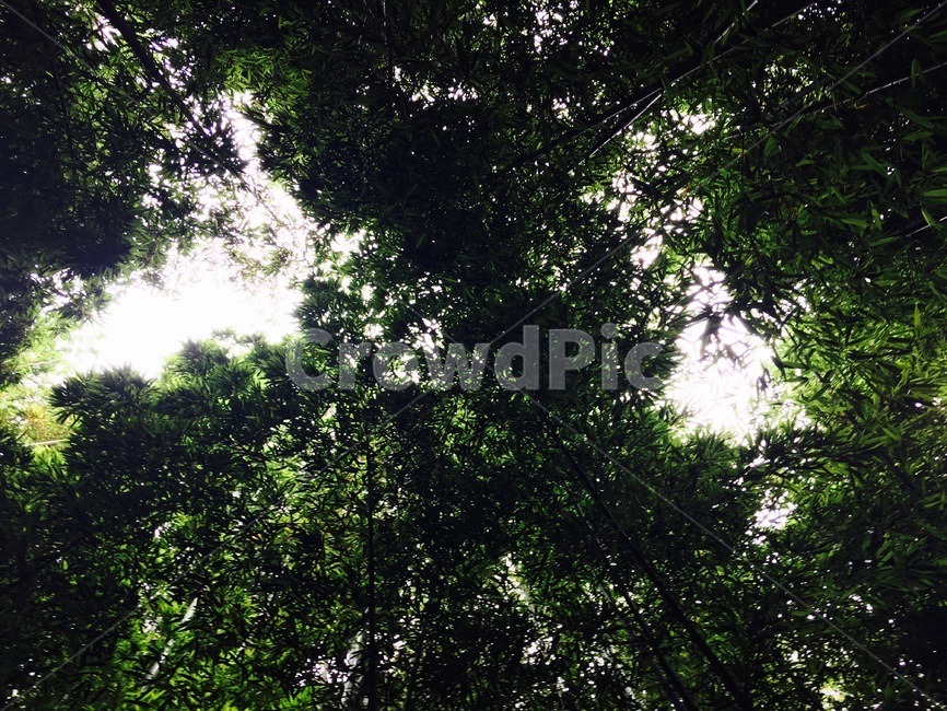 나무,숲,대나무,풀,자연,나뭇잎,초록,초록색,그린,green,담양