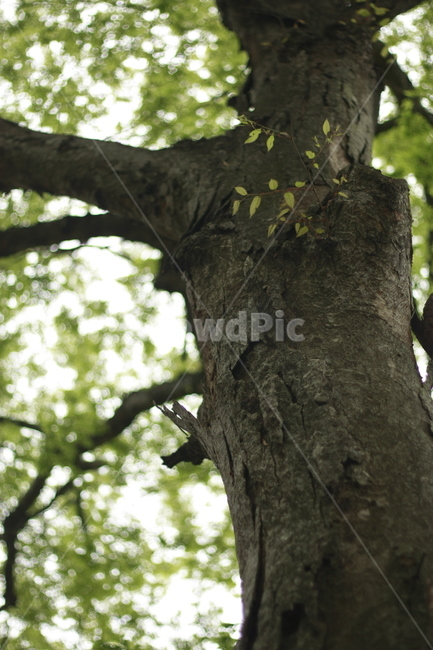 나무,봄,여름,tree,잎,식물