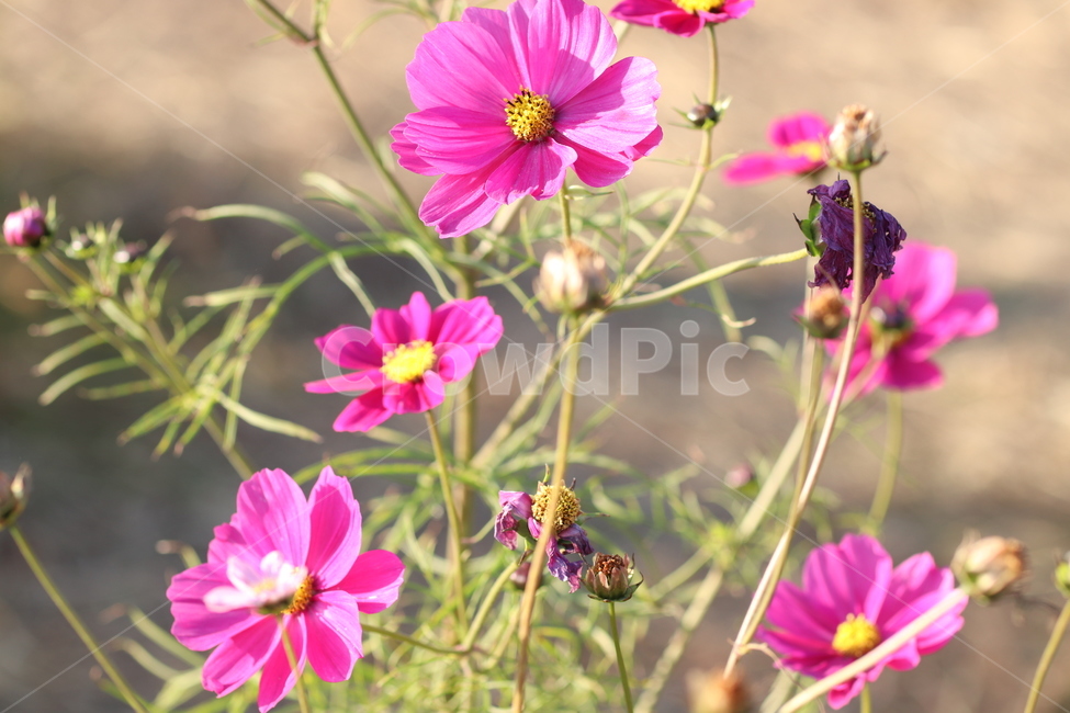 꽃,봄,꽃송이,자연,꽃잎,식물,자연,plants,nature,꽃,flower