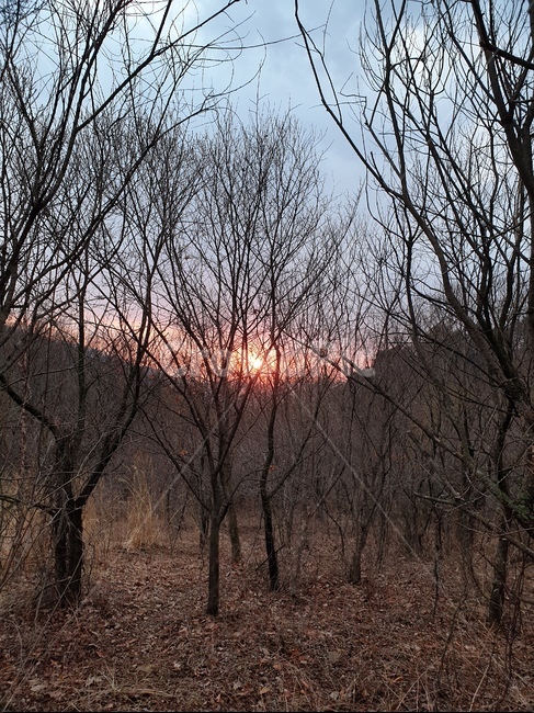 자연,일몰,나무,해,숲,식물,자연,plants,nature,나무,trees,wood