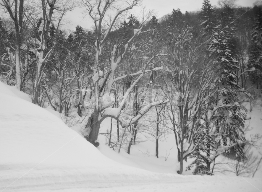 삿포로,겨울,눈,경치,설경,일본,호카이도,겨울,계절,winter,season,자연,풍경,nature,landscape,흑백,모노톤,monochrome,black and white,outdoors,옥외,snow,blizzard,눈보라,storm,폭풍