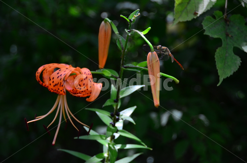 여름좀잠자리,여름좀잠자리수컷,잠자리과,수서곤충,자연,식물,자연,plants,nature,꽃,flower