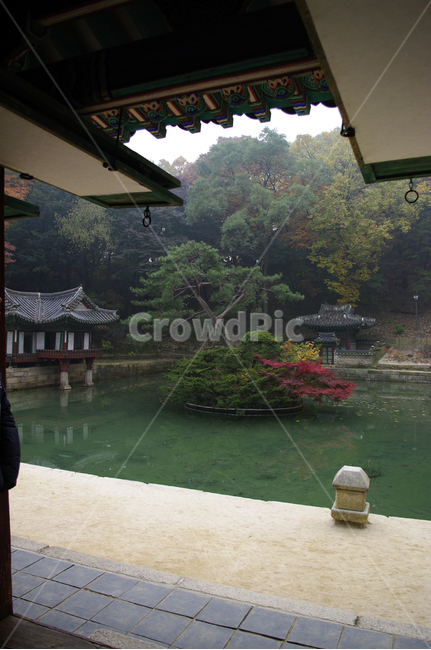 부용지,부용정,영화당,창덕궁후원,고궁,건축,전통건축,traditional,전통,가을,fall,나무,식물,plant,단풍,한국전통,한국문화,korean traditional,korean culture,랜드마크,landmark,tourist attraction,한국랜드마크,한국관광지,한국명소,korea landmark,korea tourist attraction