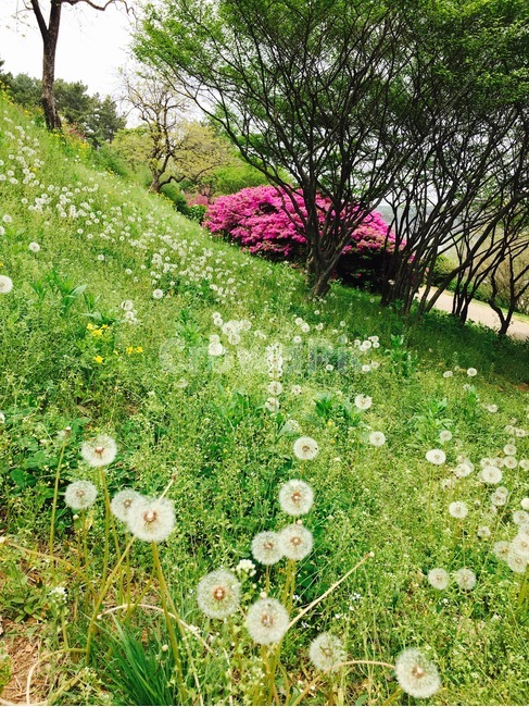 철쭉,민들레,초록,분홍,나무,식물,숲속,자연,풍경,nature,landscape,outdoors,옥외,field,들,grassland,목초지