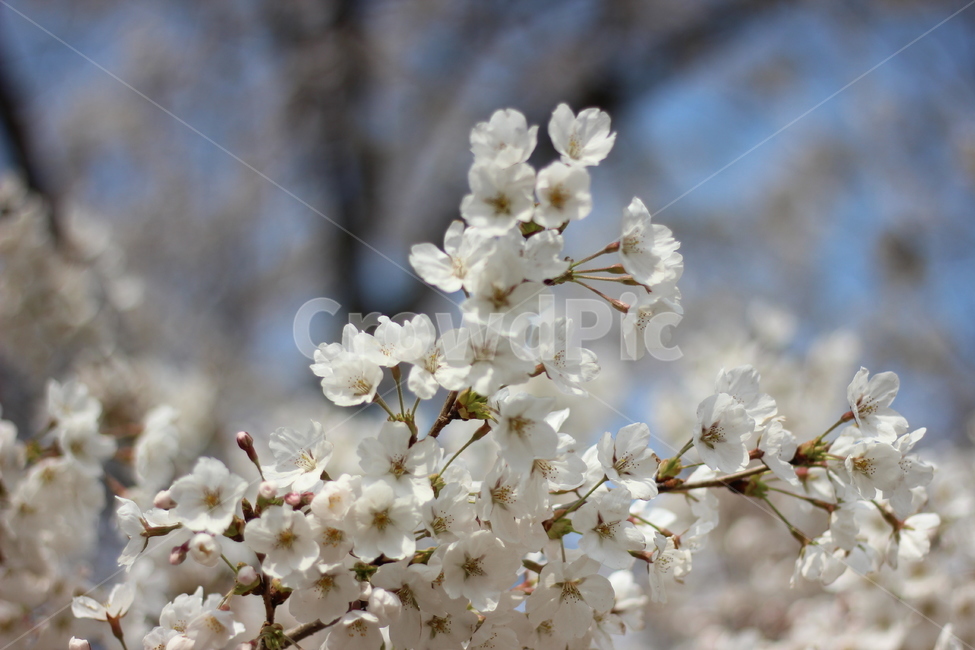 봄,봄꽃,벚꽃,꽃,spring,springtime,cherryblossom,landscape,scenery,flower,picture,풍경,봄,계절,spring,season,식물,자연,plants,nature,꽃,flower,plant,blossom