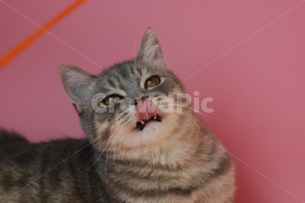 kitten,mixed cat,cat,gray cat