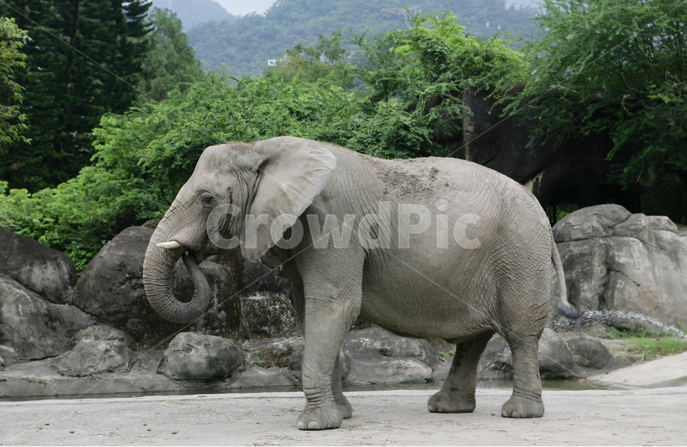 elephant,코끼리,animal,동물,mammal,포유류,wildlife,야생동물,초식동물,거대동물,big