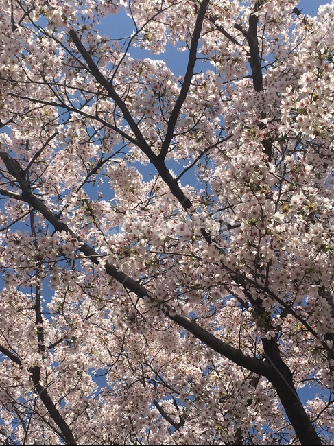 spring,Cherry Blossom Festival,Cherry Blossom,picnic,park,flower,Spring 2018