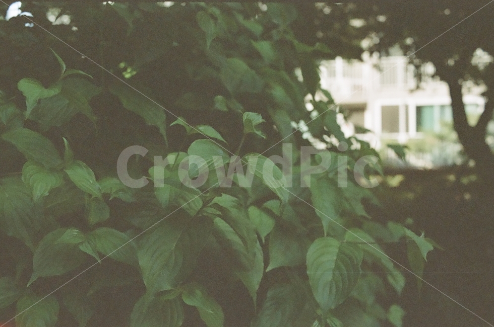 자연,필름카메라,나무,풍경,일상,초록색,필름,필름사진,아날로그,Film,Filmcamera,Green,잎,나뭇잎,식물,자연,plants,nature,감성,sensible,feeling