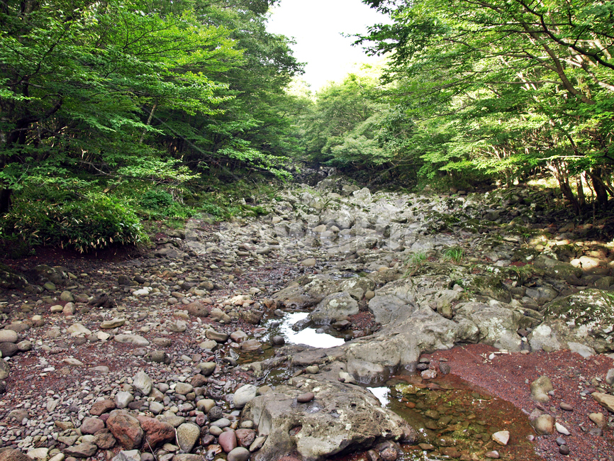 건천,개천,화산암,숲,사려니숲길,제주,자연,풍경,rubble,파편,slate,슬레이트,road,도로,dirt road,흙길,gravel,자갈