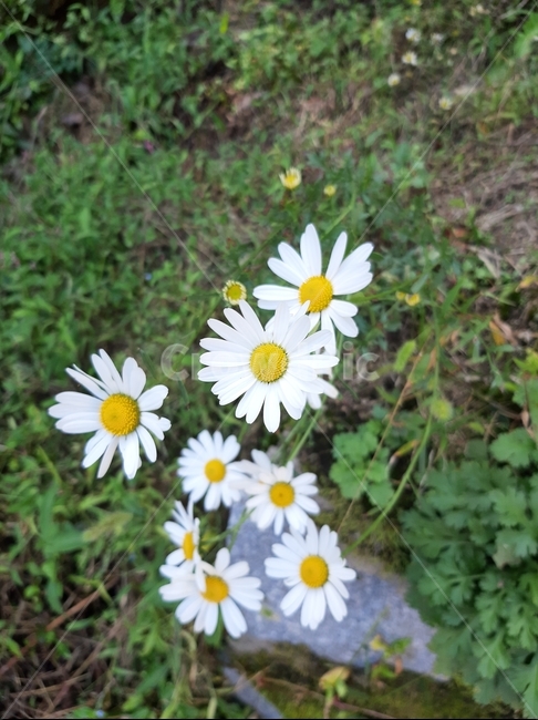 배경,구절초,plant,식물,flower,꽃,blossom,식물,자연,plants,nature