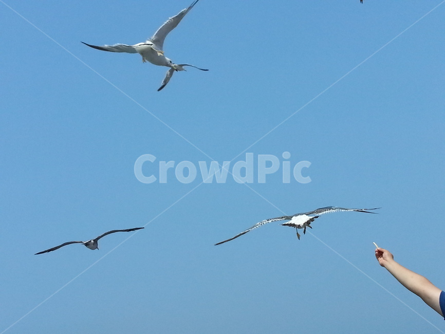 갈매기,먹이,하늘,바다,새,바닷가,동물,동물,animal,조류,새,birds